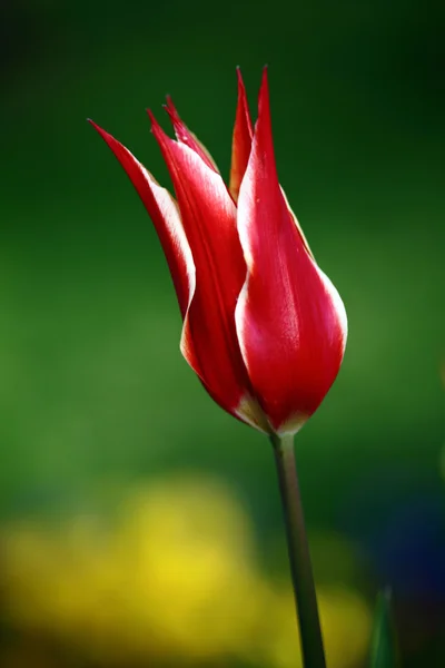 stock image Beautiful Tulip