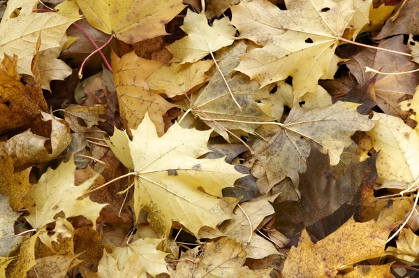 Stock image Autumn leaves