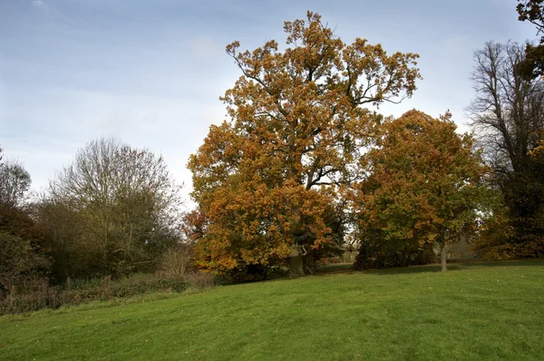 Árvores de outono — Fotografia de Stock