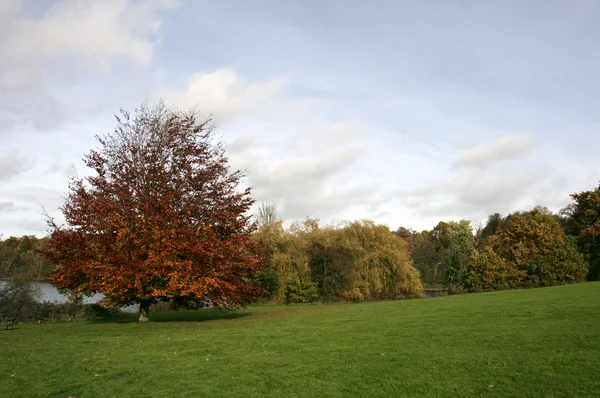 Árboles de otoño Imagen de stock
