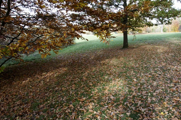 Árboles de otoño Fotos de stock libres de derechos