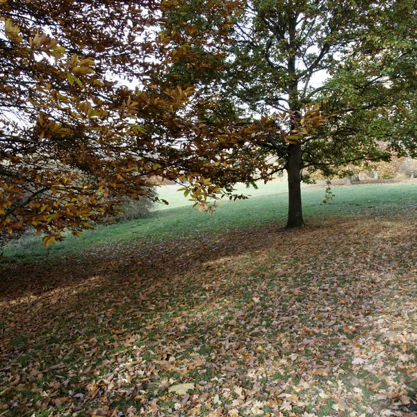 Árboles de otoño Fotos de stock