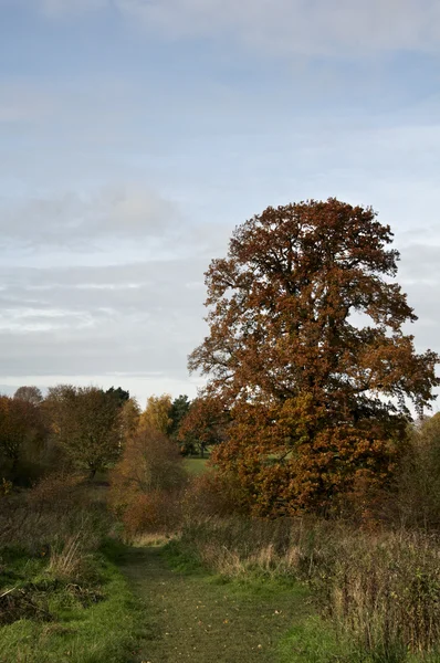 Φθινόπωρο δέντρα Εικόνα Αρχείου