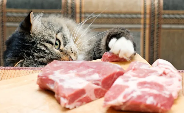 stock image Cat steals piece of meat