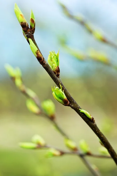 Ağaç dalları ile yeni yapraklar — Stok fotoğraf