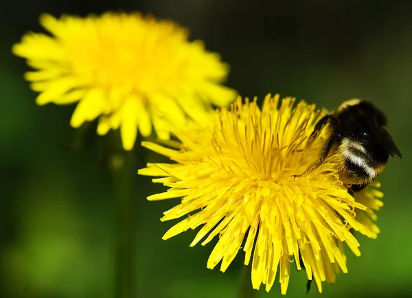 stock image Bumblebee on a dandelion