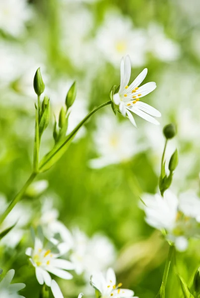 Anémone blanche de fleurs de printemps — Photo
