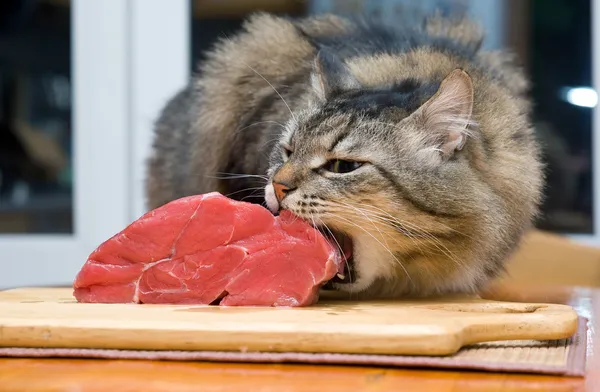 Gato comer pedaço de carne — Fotografia de Stock