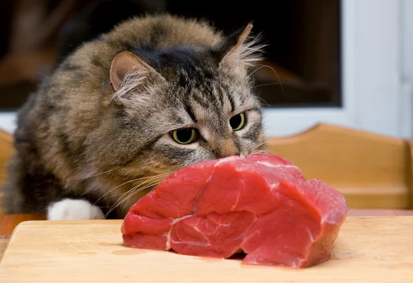 Кошка смотрит на кусок мяса — стоковое фото