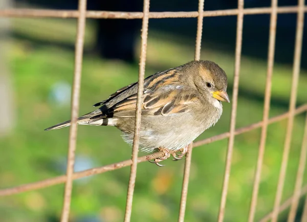 Little bird sitting on the wire — Stock Photo, Image