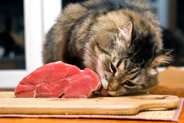 Cat licking piece of meat — Stock Photo, Image