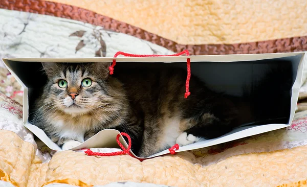 Gato no saco — Fotografia de Stock