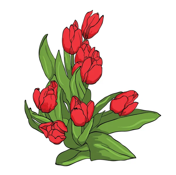 Vector red tulips — Stock Vector