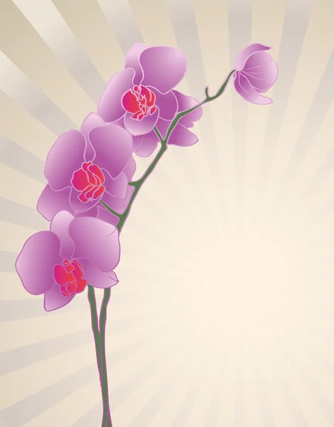 Orchideenblume — Stockvektor