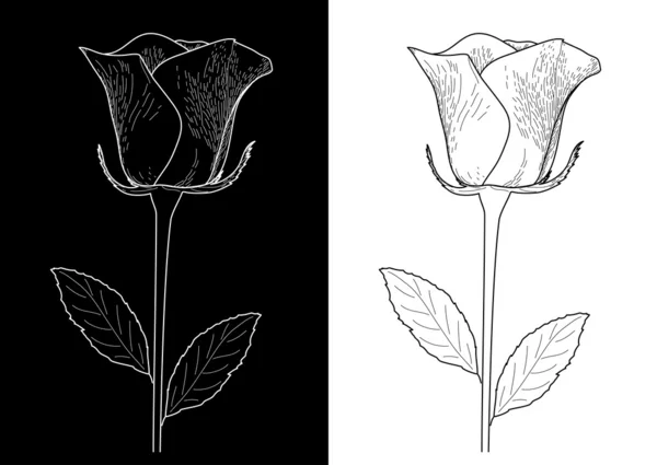 검은색과 흰색 장미 — 스톡 벡터