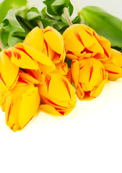 Кучка желтых тюльпанов — стоковое фото