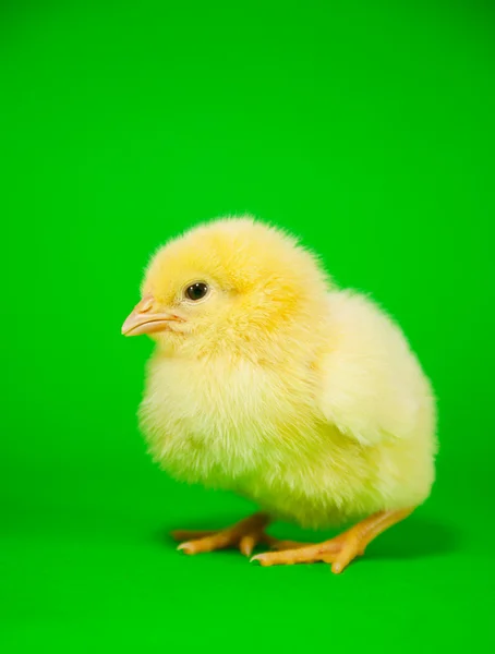 Newborn yellow chicken — Stock Photo, Image