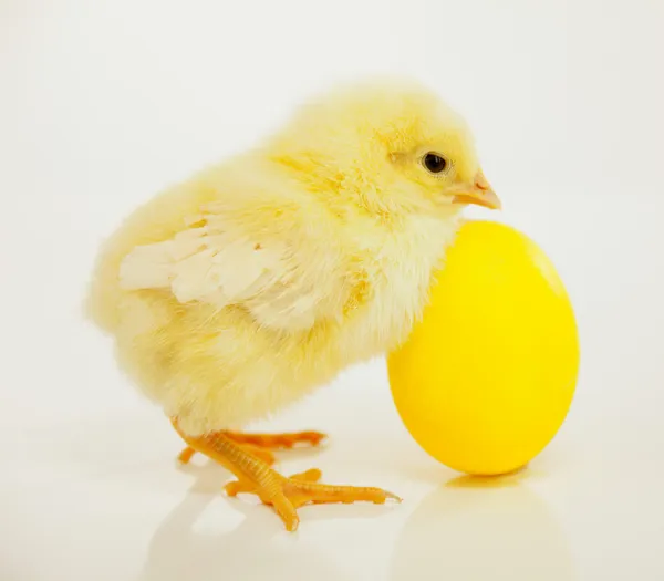 Pollo recién nacido con huevo amarillo — Foto de Stock
