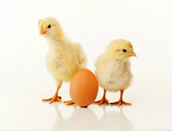Twee pasgeboren kippen met ei — Stockfoto