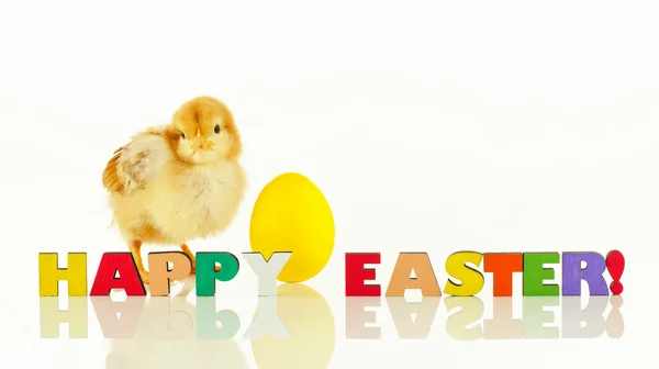 Small chicken with a yellow Easter egg — Stock Photo, Image
