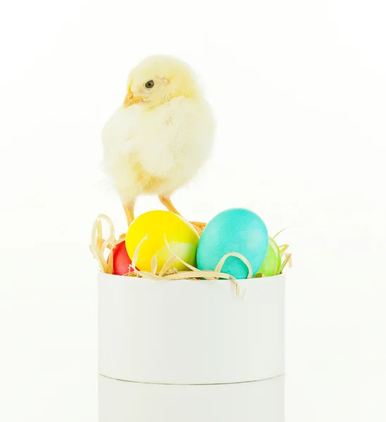 Small chicken staying on a box with colorful Easter eggs — Stock Photo, Image