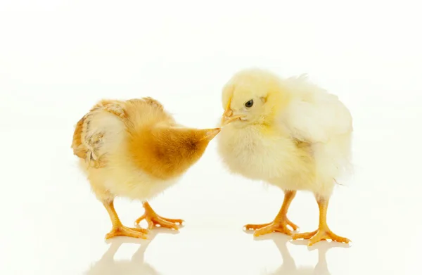 Two newborn chickens — Zdjęcie stockowe