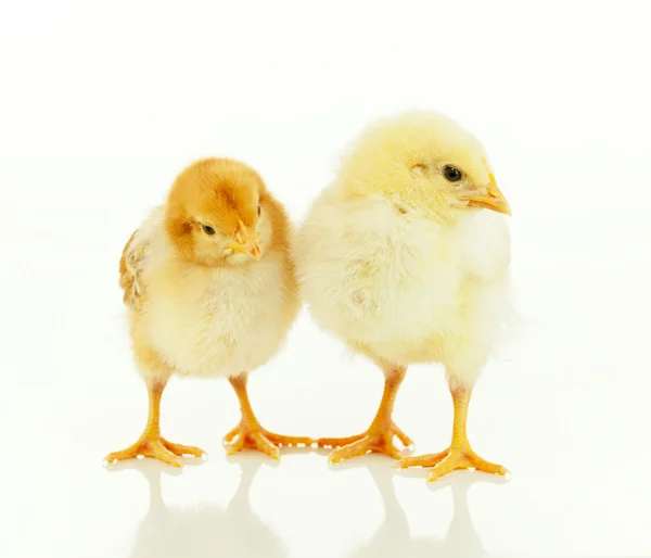 Zwei kleine neugeborene Hühner — Stockfoto