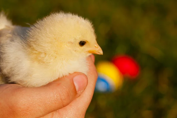 Little yellow chicken in palms — Stock Photo, Image