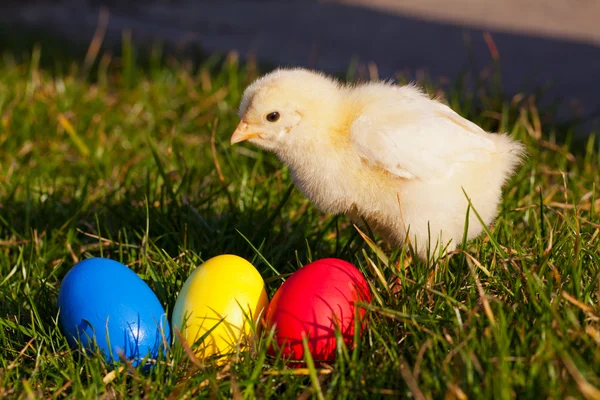 Pollo pequeño con huevos de Pascua coloridos — Foto de Stock
