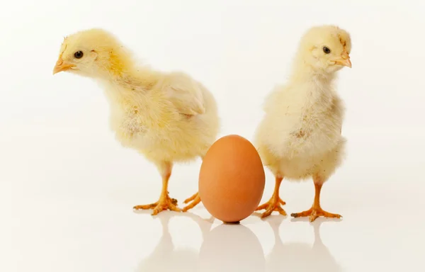 Two newborn chickens with egg — Stock Photo, Image