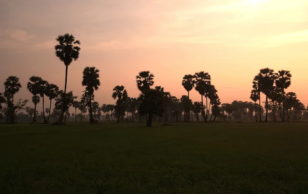 Palmiers lever de soleil bleu doré ciel contre-jour — Photo