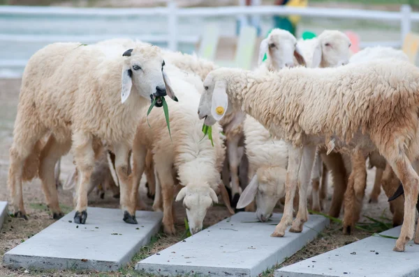 Sheep farm — Stock Photo, Image