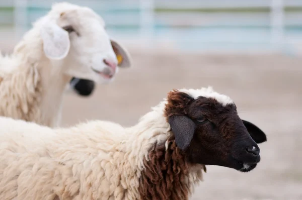 Sheep farm — Stock Photo, Image