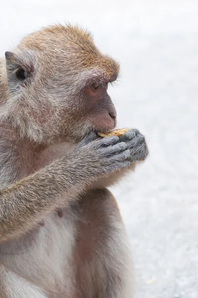 Małpa — Zdjęcie stockowe