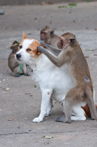 Monos buscando pulgas y garrapatas en el perro —  Fotos de Stock