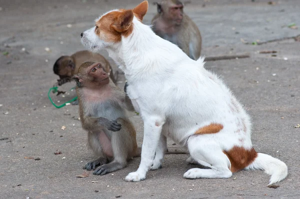 Małpy, sprawdzanie na pchły i kleszcze w psa — Zdjęcie stockowe