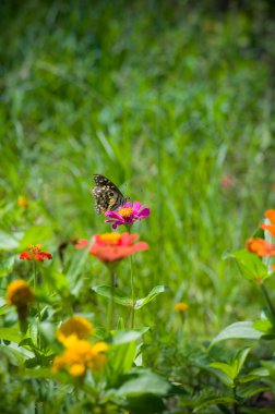 Butterfly on flower clipart