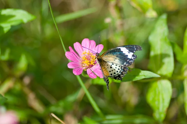 Mariposa monarca en flor — Foto de Stock