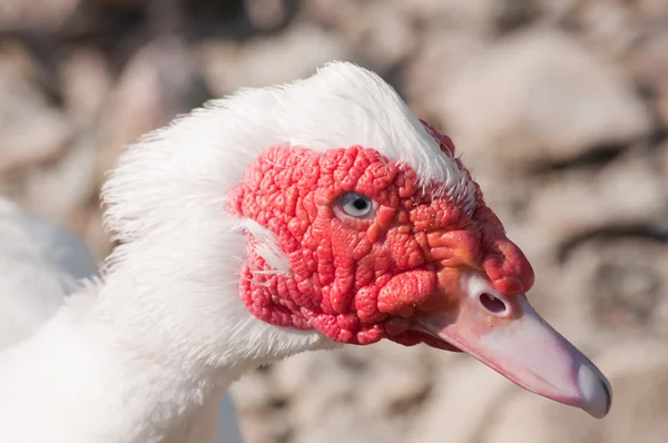 Closeup ördek — Stok fotoğraf