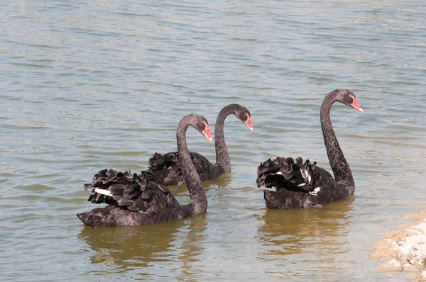 stock image Black Swans