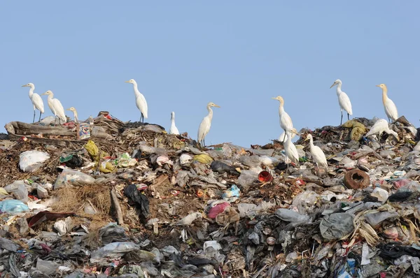 Egrets no monte de lixo — Fotografia de Stock
