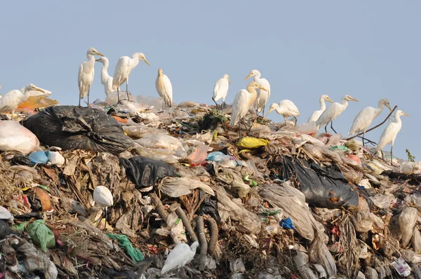Egrets on the garbage heap — Stock Photo, Image