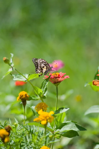 Mariposa en flor —  Fotos de Stock