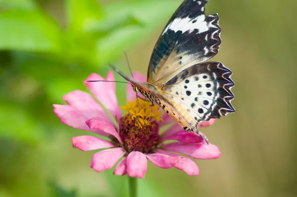 Farfalla sul fiore — Foto Stock