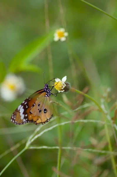 Farfalla sul fiore — Foto Stock