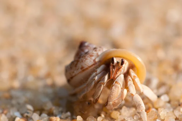 Crabe ermite sur la plage — Photo