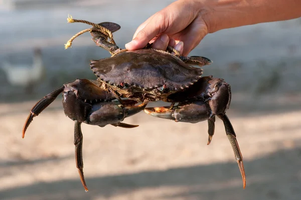 Mangrove crab — Stock Photo, Image