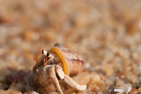 Krab poustevník na pláži — Stock fotografie