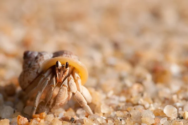 Καβούρι ερημίτης στην παραλία — Φωτογραφία Αρχείου