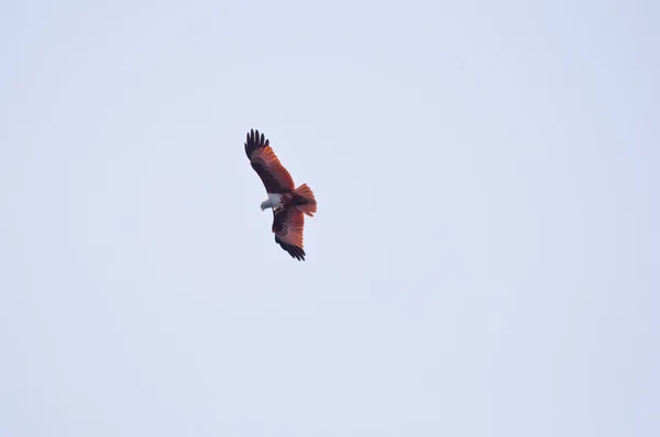 stock image Red hawk